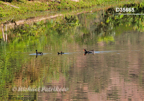 Common Gallinule (Gallinula galeata)